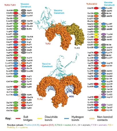 Design of a multi-epitope vaccine against intestinal parasites associated with colorectal cancer using immunoinformatics approaches