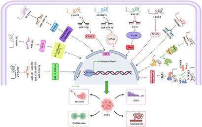 Emerging roles of pseudogene-derived lncRNAs in cancer stem cells: Non-coding clues and therapeutic targets in cancer medicine